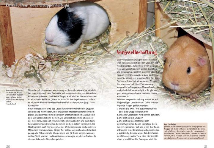 Actual product image Meerschweinchen (German, Christian Koch)