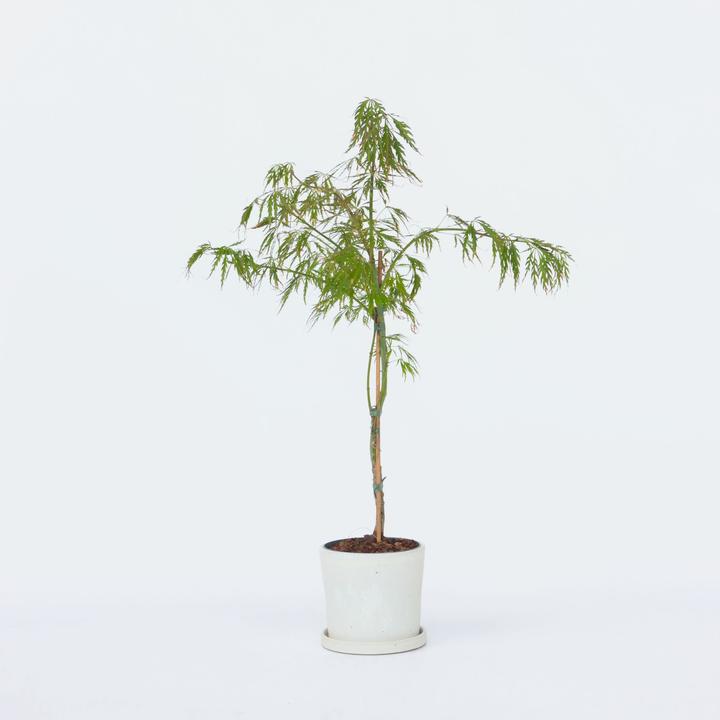 Produktbild Plant in a Box Acer palmatum 'Inaba-shidare' - Japanischer Ahorn (30 cm)