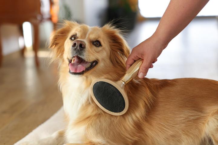 Actual product image Magic Brush Soft plucking brush for dogs (Dog)