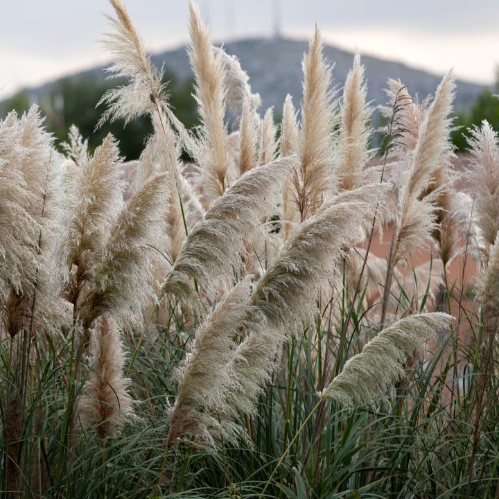 Produktbild Plant in a Box Cortaderia selloana - 6er Set Pampasgräser (25 cm)
