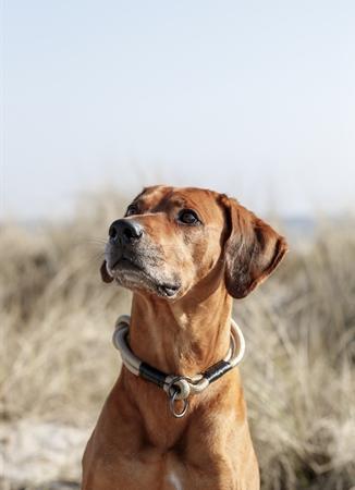 Produktbild Trixie BE NORDIC Zug-Stopp-Halsband M, 45 cm, Sand/Schwarz (M, Hund)