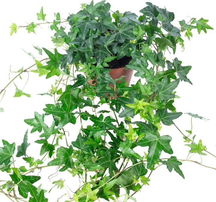 Actual product image Flowerbox Gemeiner Efeu- Hedera helix (20 cm)