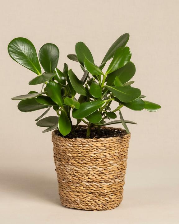 Actual product image feey Clusia rosea 'Princess' (45 cm, Freshly repotted)