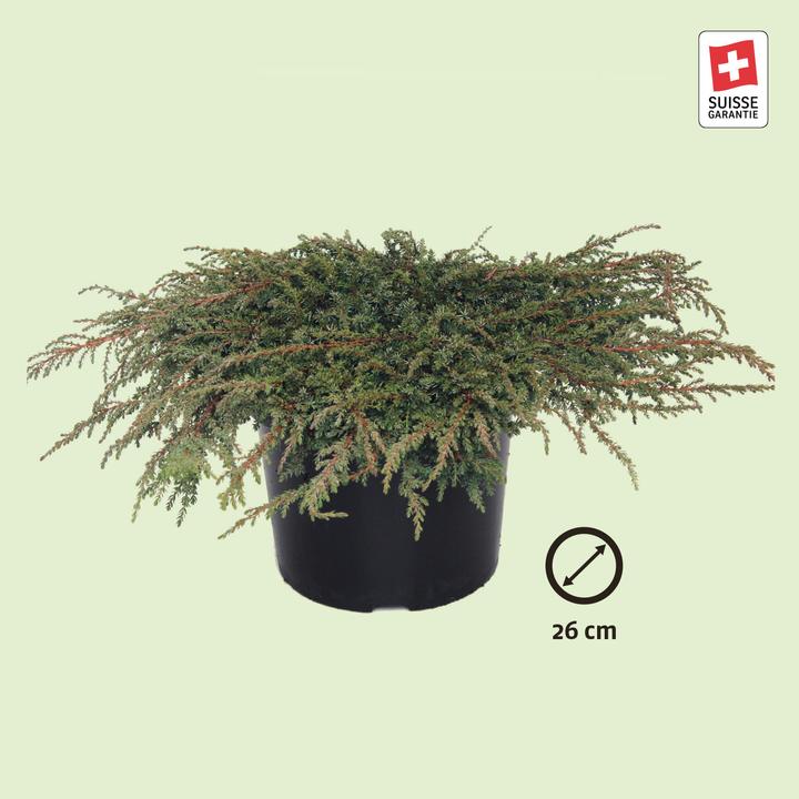 Actual product image Zulauf Teppich-Wacholder / Juniperus com. 'Green Carpet' (50 cm, Animal friendly)
