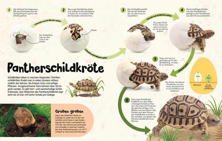 Actual product image From the egg (German, S. James Reynolds, Robert Burton., Ella Ginn, Kim Taylor, Jane Burton, Claudia Wagner, DK Verlag - Kids, 2024)