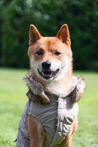 Produktbild Designed by Lotte Hundemantel Philos (XXXL, Hundemantel)