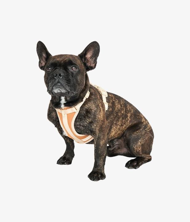 Produktbild Pet & Co. Rex - Geschirr und Leinen Set - Brown (Hund)