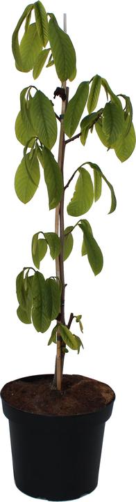 Produktbild Zulauf Indianerbanane / Asimina triloba 'Prima'® (70 cm)