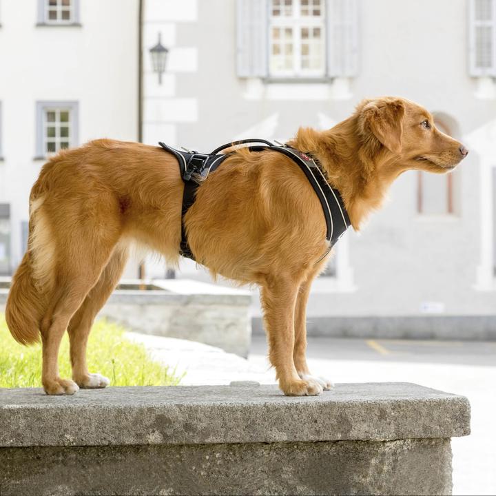 Image du produit Curli Harnais magnétique Belka Comfort (XL, Chien, Général, Promenade)