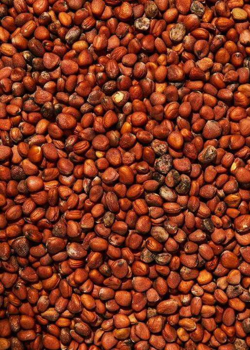 Produktbild KoRo Bio Radieschen China Rose Keimsaaten (Raphanus Sativus) (1000 g)
