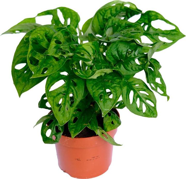 VEG and the City Jaco (Schiefes Fensterblatt - Monstera adansonii 'Monkey Leaf') (20 cm)