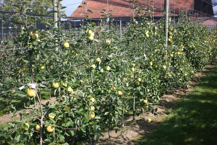 Lubera Pomme Bionda Bella