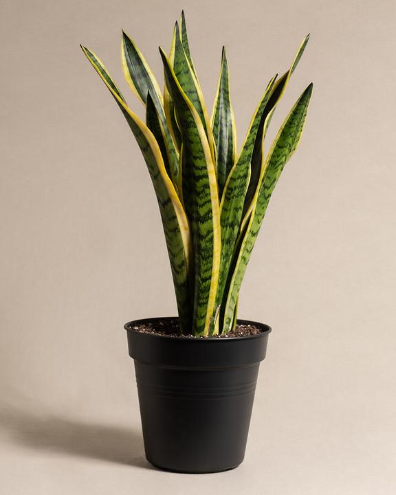 Produktbild feey Grosse Schwiegermutterzunge (85 cm, Frisch umgetopft)
