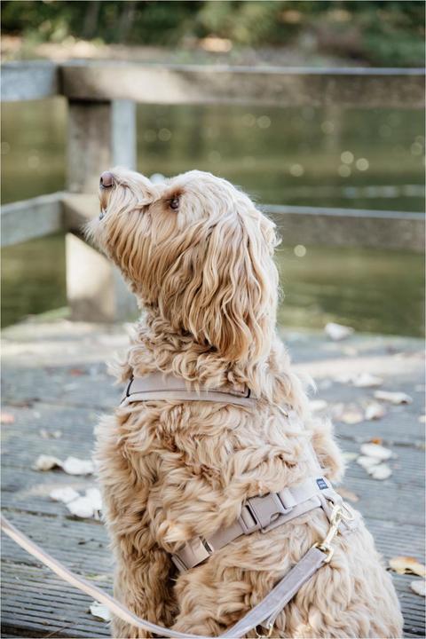 Produktbild Kentucky Dogwear Hundeleine Velvet (L, Hund, Hundesport)