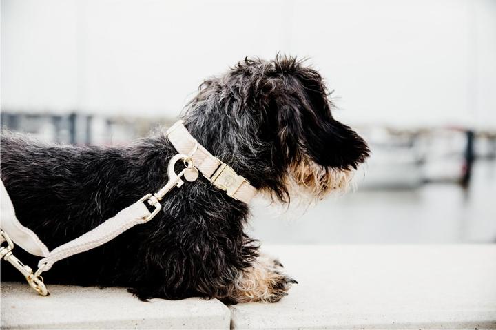 Actual product image Kentucky Dogwear Dog collar Wool (S, Dog, General)