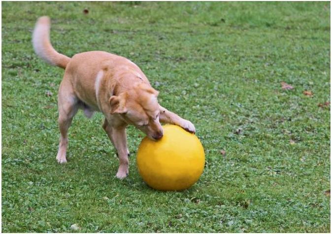Produktbild Kerbl Hundespielball (Intelligenzspielzeug Hund)