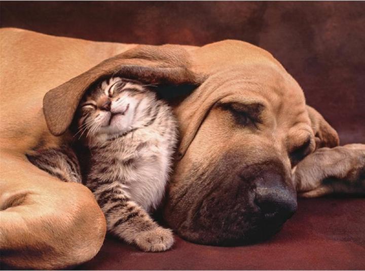 Actual product image Clementoni Dog & Cat (500 pieces)