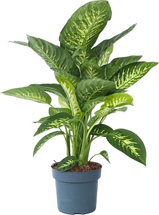 Produktbild Plant in a Box Dieffenbachia - Arum (70 cm)