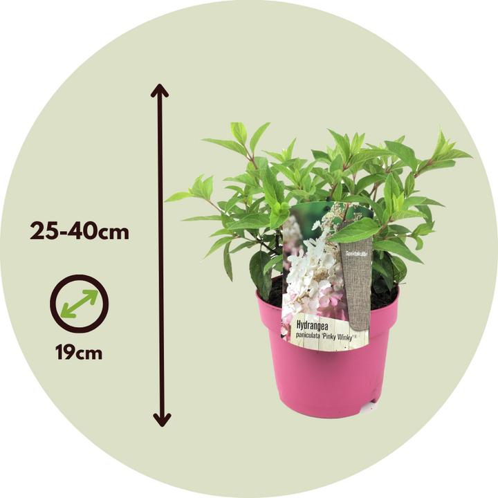Produktbild Plant in a Box Hydrangea paniculata “Pinky Winky” - Hortensie (25 cm)
