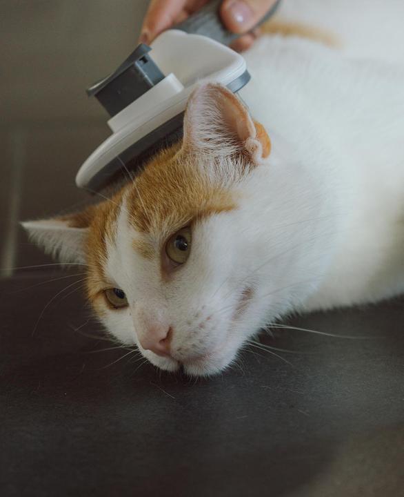 Actual product image Esmée Fur brush (Cat, Dog)
