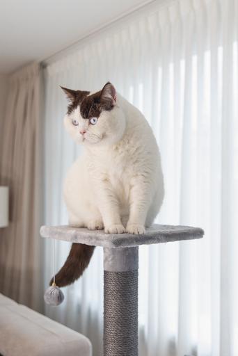 Image du produit Beeztees Arbre à chat Bz Figado (135 cm, Grey)