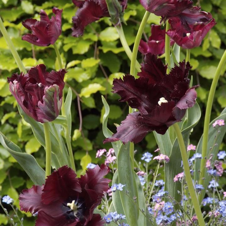Actual product image Plant in a Box Tulipa Black Parrot - Set of 21 tulips (10 cm)