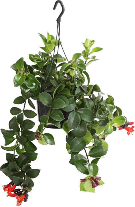 Plantlovers Aeschynanthus Radicans (Schamblume Mona Lisa) (30 cm)