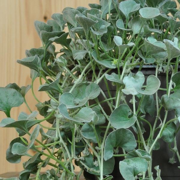 Produktbild Säntispracht 4 er Set, Silberregen - Dichondra Silver Falls (150 cm)