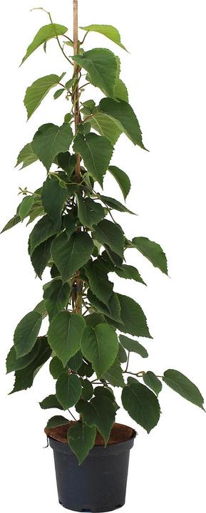Image du produit Zulauf Beeren-Kiwi / Actinidia deliciosa 'Jenny' (100 cm)