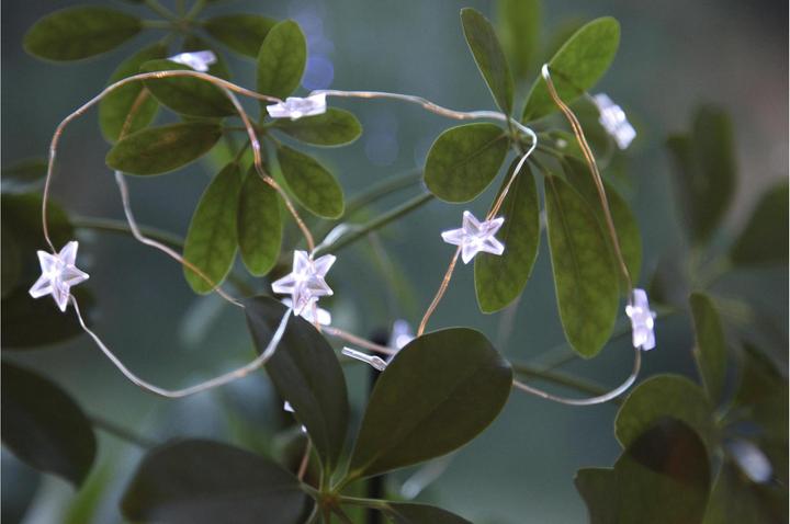 Actual product image Star Trading Dew Drop (1.10 m)