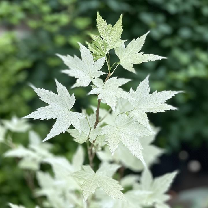 Image du produit Plant in a Box Acer palmatum 'Ukigumo' - Set de 2 érables japonais (50 cm)
