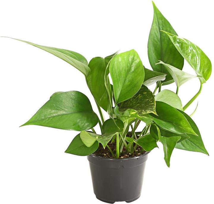 Plantlovers Epipremnum pinnatum (Efeutute) (25 cm, Freshly repotted)