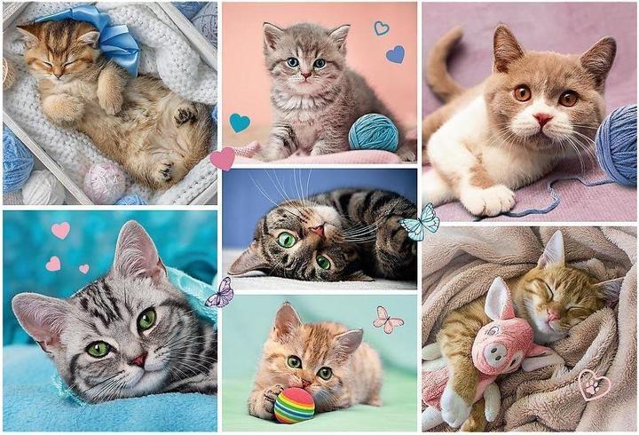 Produktbild Trefl Puzzle Katzenwelt (100 Teile)