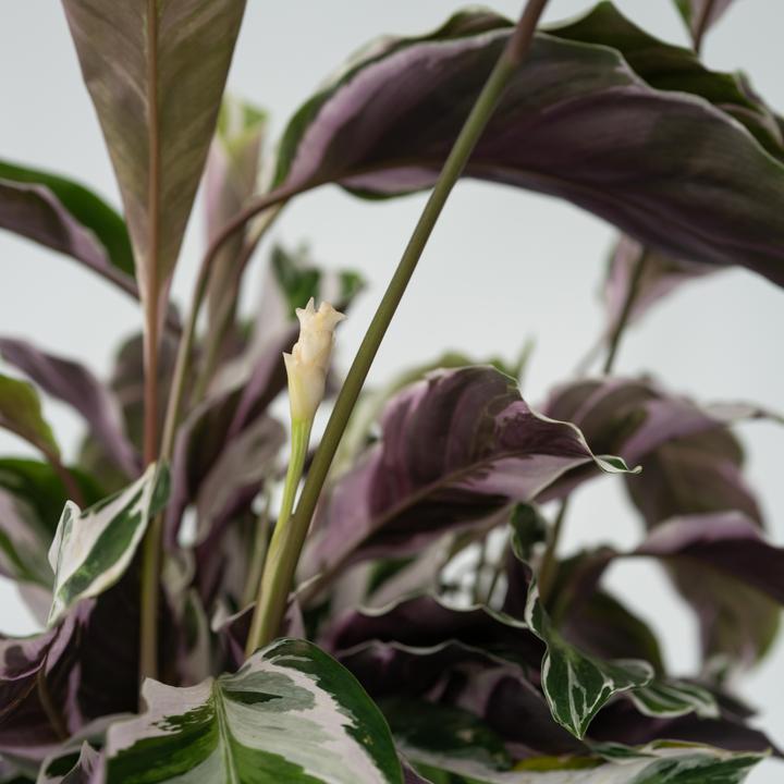 Produktbild Plant in a Box Calathea Lietzei “White Fusion” - Korbmaranthe (30 cm)