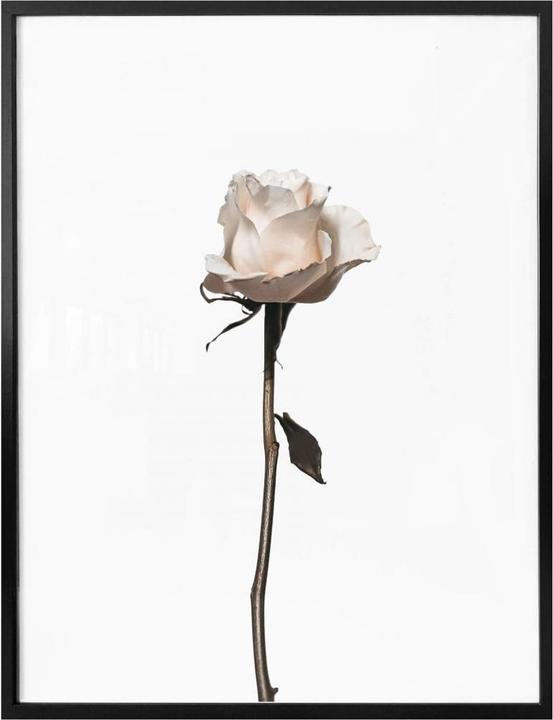Immagine prodotto Trenddeko La rosa bianca (30 x 40 cm)