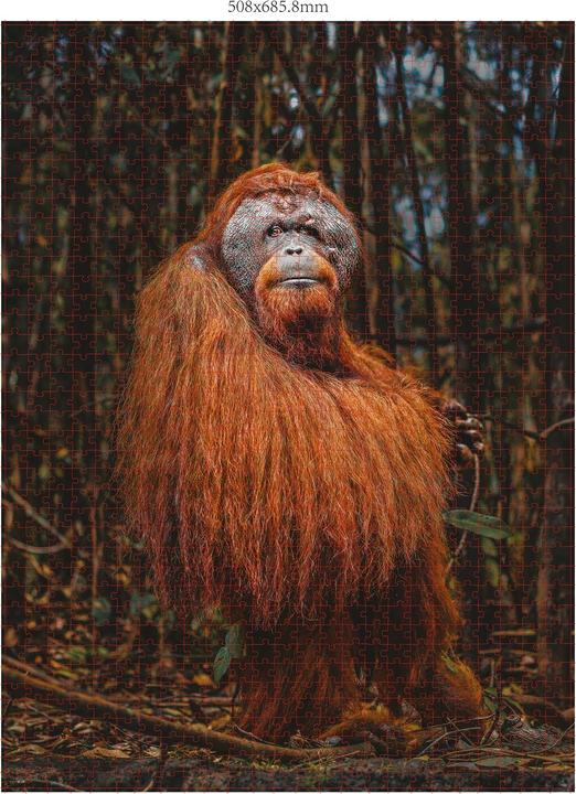 Produktbild Merchant Ambassador Orang Utan Donal Boyd (1000 Teile)