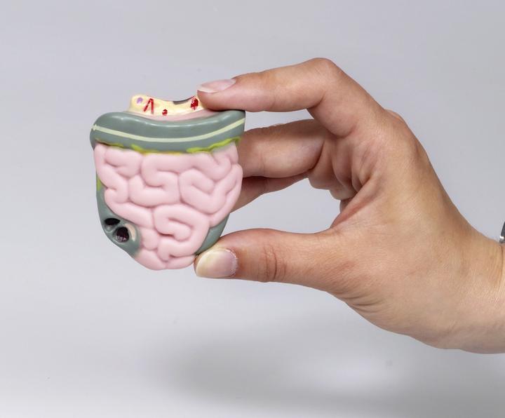 Produktbild Betzold Schülertorso