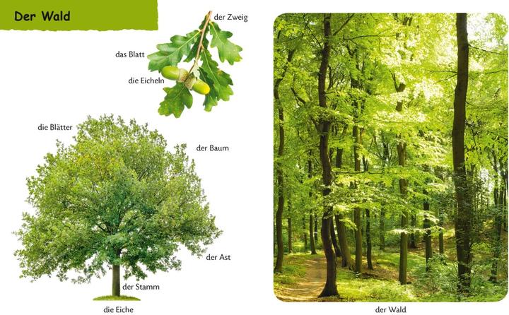 Produktbild Duden Kennst du Im Wald (Deutsch, 2019)