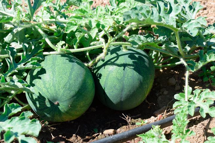 Image du produit Living Seeds Wassermelone Sugar Baby (Graines de légumes)