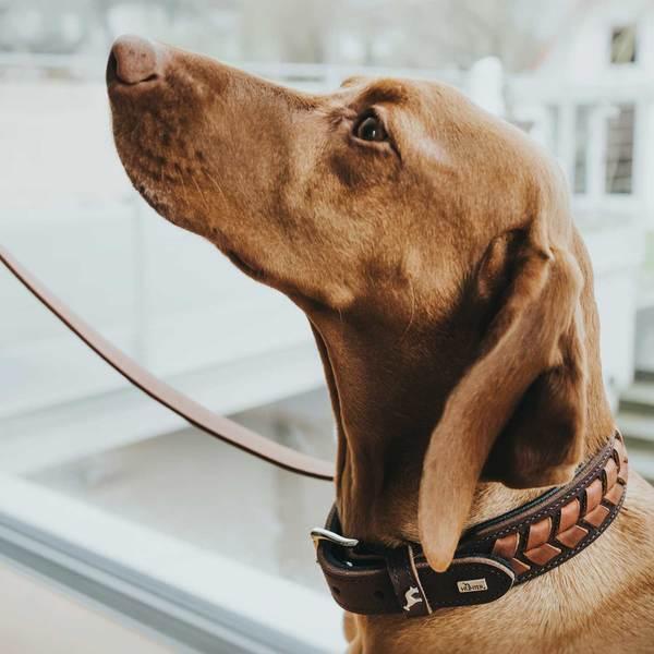 Immagine prodotto Hunter Collare El Paso (S, M, Cane, Sport cane)