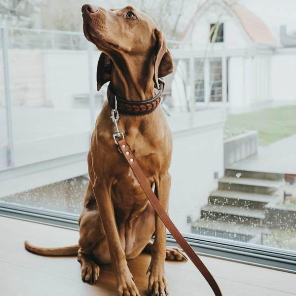 Immagine prodotto Hunter Collare El Paso (S, M, Cane, Sport cane)