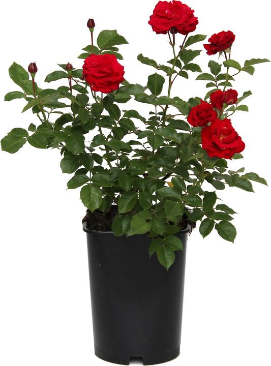 Produktbild Zulauf Floribundarose / Rosa (FL) 'Nina Weibull' (40 cm)