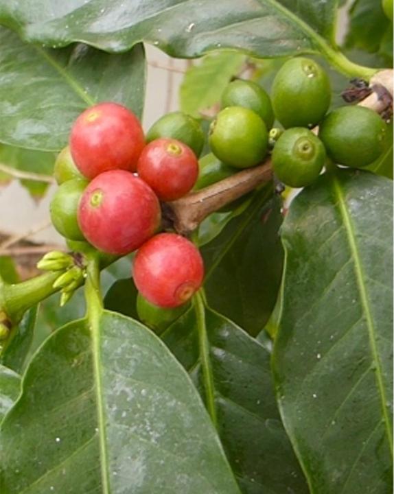 Tropica Arabica Hochlandkaffee (Coffea Arabica) (Graines de plantes)