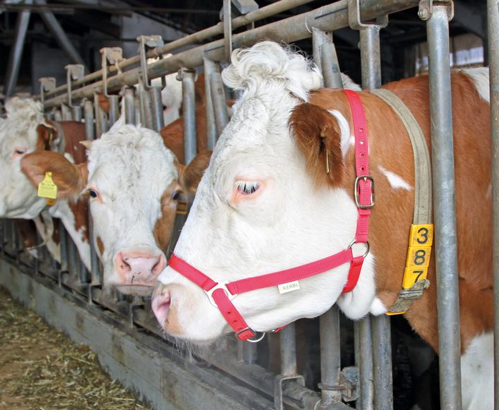 Actual product image Kerbl Demonstration halter