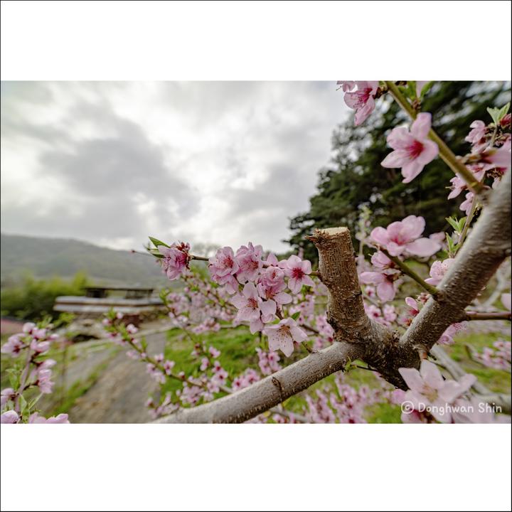 Image du produit Samyang MF 2,8/14 MK2 Fuji X (Fujifilm X, Plein format)