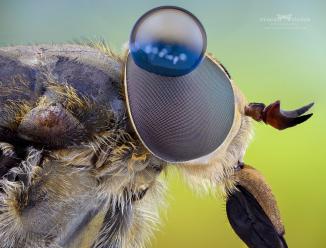 Immagine prodotto Laowa 50mm f/ 2.8 2X Apo MFT (Micro Four Thirds, Micro Four Thirds)
