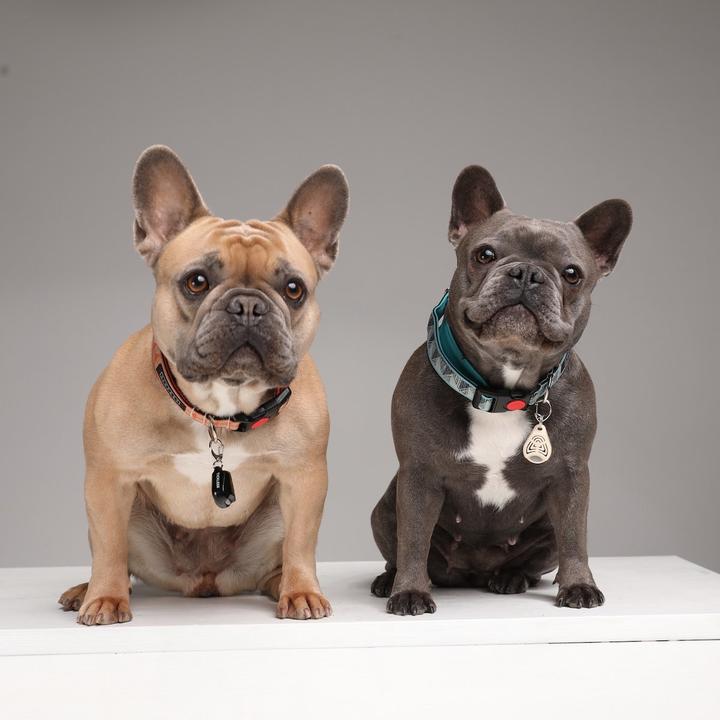 Actual product image Tickless Pet (Dog, Cat)