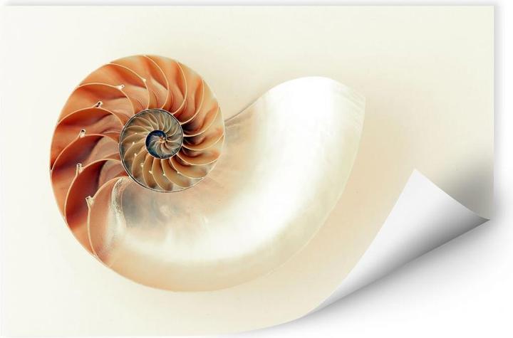 Produktbild Trenddeko Nautilus (45 x 30 cm)
