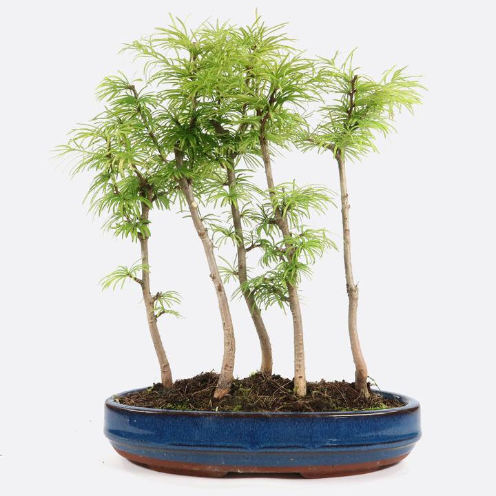 Bonsai.ch Pseudolarix Goldlächre (23.50 cm)