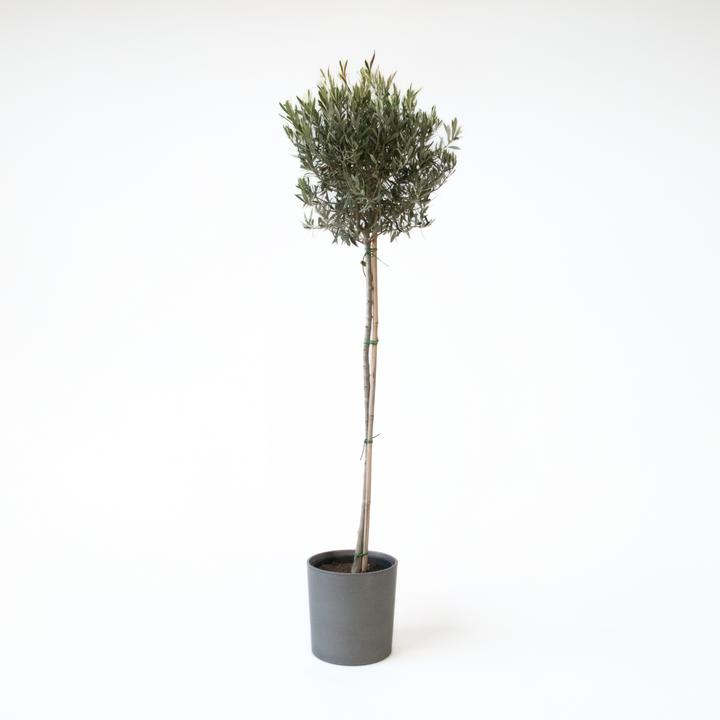 Produktbild Plant in a Box Olea europaea - Olivenbaum (155 cm)